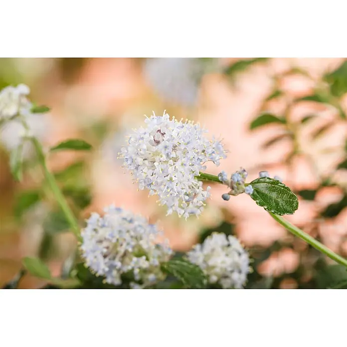 Pflanzen für dich Säckelblume 40-60 cm - Ceanothus thyrsiflorus 'Repens', Blau - Nahaufnahme von hellblauen Blüten mit gelben Staubblättern an einem grünen Stiel, in voller Blüte.
