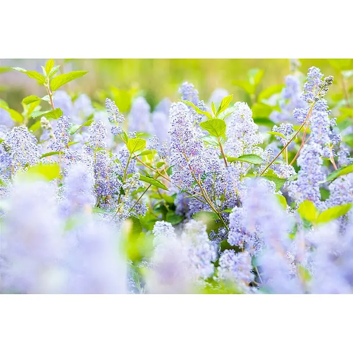 Pflanzen für dich Säckelblume 60-100 cm - Ceanothus × delilianus 'Gloire de Versailles', Blau - Ein lebhafter Busch mit zahlreichen zarten hellvioletten Blüten und frischen grünen Blättern.