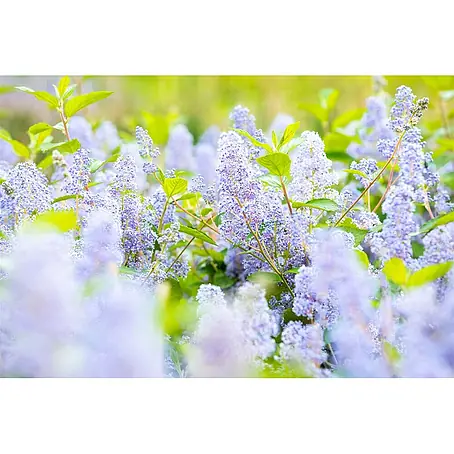 Pflanzen für dich  Säckelblume 60-100 cm