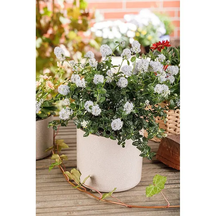 Pflanzen für dich Säckelblume 40-60 cm - Ceanothus thyrsiflorus 'Repens', Blau - Eine Topfpflanze mit hellblauen Blüten und dunkelgrünen Blättern in einem hellbeigen Topf auf einer Holzoberfläche.