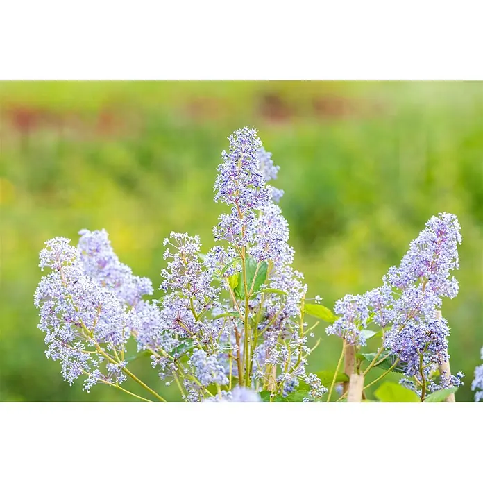 Pflanzen für dich Säckelblume 60-100 cm - Ceanothus × delilianus 'Gloire de Versailles', Blau - Zarte hellviolette Blüten in dichten Büscheln an grünen Stielen.