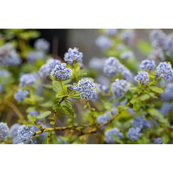 Pflanzen für dich Säckelblume 40-60 cm - Ceanothus thyrsiflorus 'Repens', Blau - Hellblauer Blütenstrauch mit kleinen Blütenbüscheln und grünen Blättern.