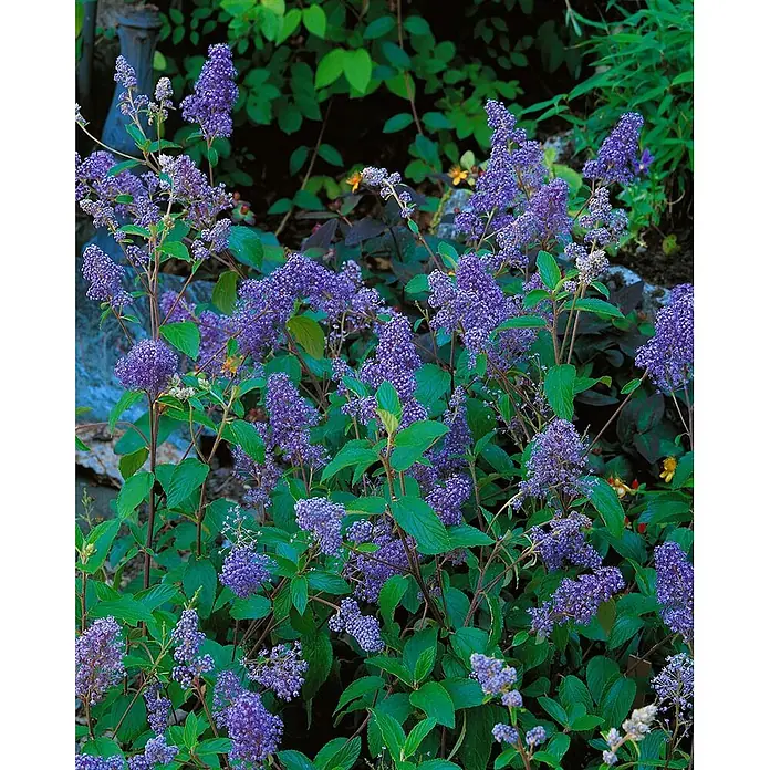 Pflanzen für dich Säckelblume 40-60 cm - Ceanothus delilianus 'Henry Desfosse', Blau - Lebhafter blau-lila Ceanothus-Strauch mit zahlreichen kleinen Blüten und üppig grünen Blättern in einem Garten.