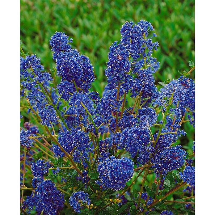 kunstpflanzen Terrarien Kunstpflanzen Evergreen Vine Small – Arachno-World