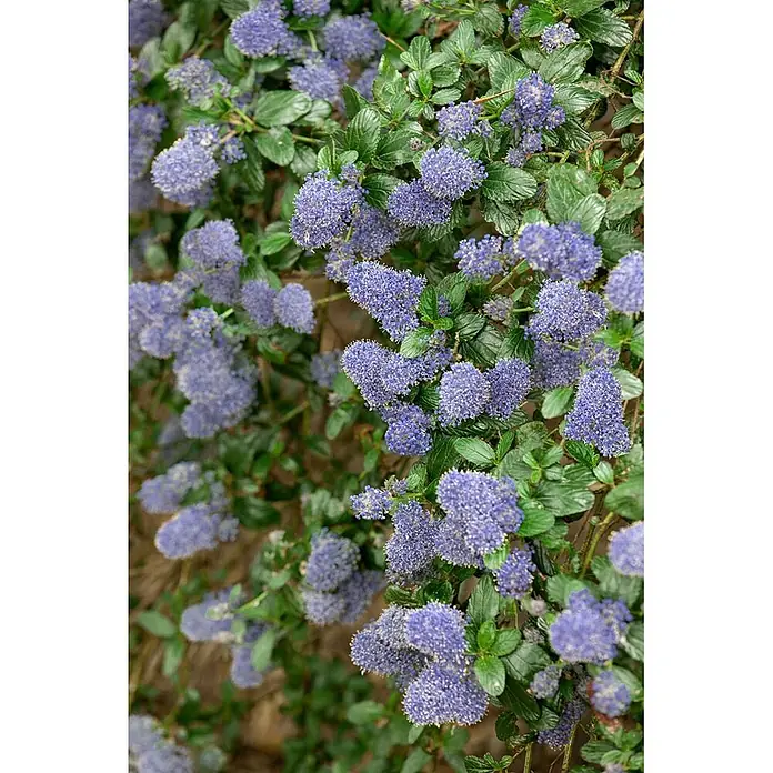 Pflanzen für dich Säckelblume 40-60 cm - Ceanothus thyrsiflorus 'Repens', Blau - Dichter Strauch mit leuchtend blauen Blüten und glänzend grünen Blättern.