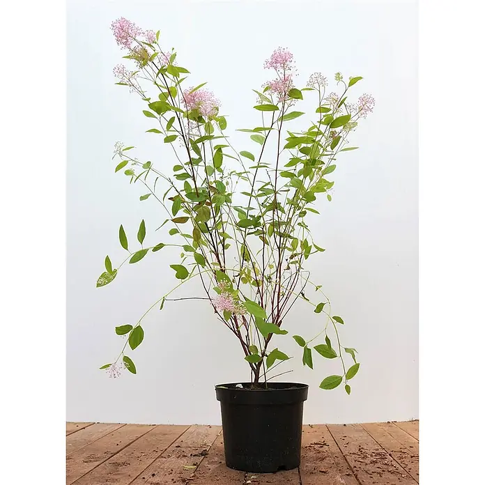 Pflanzen für dich Säckelblume 60- 80 cm - Ceanothus pallidus 'Marie Simon', Rosa - Topfpflanze mit zarten rosa Blüten und grünen Blättern.