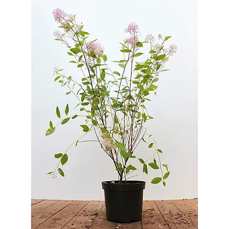 Pflanzen für dich  Säckelblume 60- 80 cm