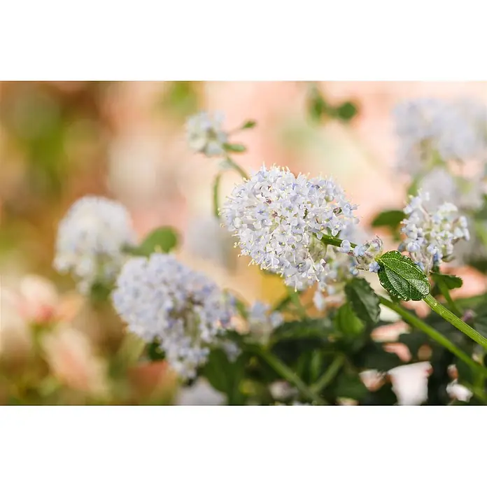 Pflanzen für dich Säckelblume 40-60 cm - Ceanothus thyrsiflorus 'Repens', Blau - Nahaufnahme von hellblauen Blütenständen mit grünen Blättern vor einem weichen, unscharfen Gartenhintergrund.