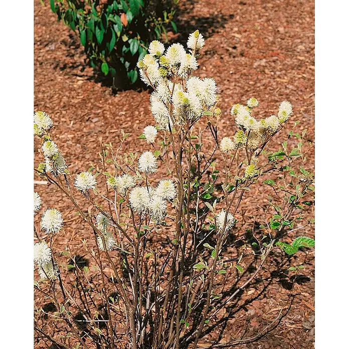 Pflanzen für dich Honigball 50-60 cm - Fothergilla gardenii 'Mount Airy' - Ein Strauch mit vielen flauschigen weißen und grünlich-gelben Blüten und kleinen grünen Blättern, der in einem Mulchbeet wächst.