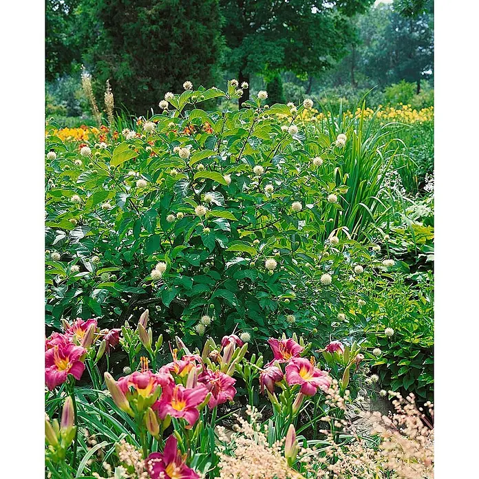 Pflanzen für dich Honigball 60-80 cm - Cephalanthus occidentalis - Ein üppiger Garten mit einem grünen Knopfbusch mit weißen Kugelblüten und leuchtend rosa Taglilien im Vordergrund.