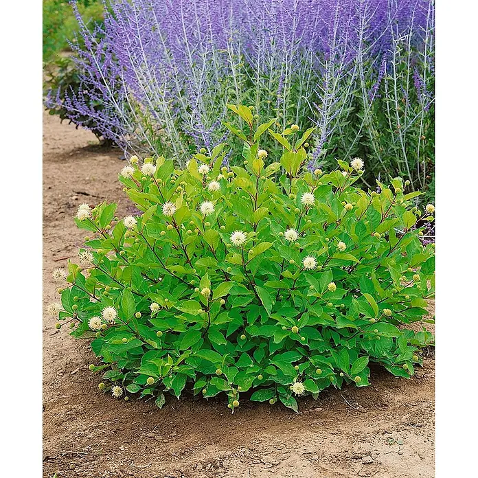 Pflanzen für dich Honigball 60-80 cm - Cephalanthus occidentalis - Grüner Strauch mit kugelförmigen, weißen Blüten und grünem Laub, im Garten wachsend.