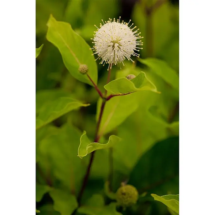 Pflanzen für dich Honigball 60-80 cm - Cephalanthus occidentalis - Weiße kugelförmige Blume mit zahlreichen dünnen Stacheln und gelben Spitzen, an einem Stiel zwischen grünen Blättern und unreifen Knospen.