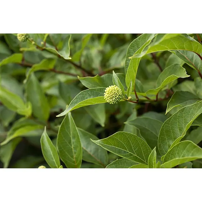 Pflanzen für dich Honigball 60-80 cm - Cephalanthus occidentalis - Üppig grüne Blätter umgeben eine kugelförmige, hellgrüne Blütenknospe aus vielen kleinen Segmenten.
