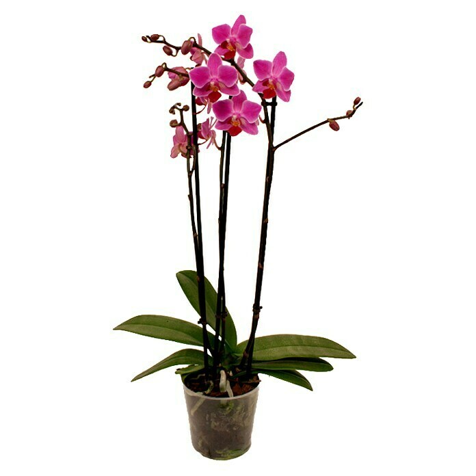 Piardino SchmetterlingsorchideePhalaenopsis Hybride Multiflora, Topfgröße: 12 cm, Anzahl Triebe: 3 Stk., Aufrecht, Sortenabhängig Front View