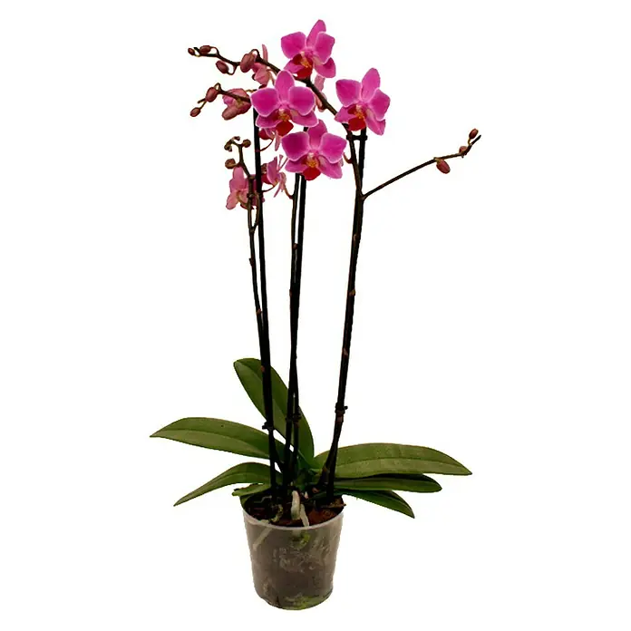Piardino Schmetterlingsorchidee - Phalaenopsis Hybride Multiflora, Topfgröße: 12 cm, Anzahl Triebe: 3 Stk., Aufrecht, verschiedene Farben - Wunderschöne Zimmerpflanze mit rosafarbenen Orchideenblüten in einem durchsichtigen Topf. Die Orchidee ist ein echter Hingucker.
