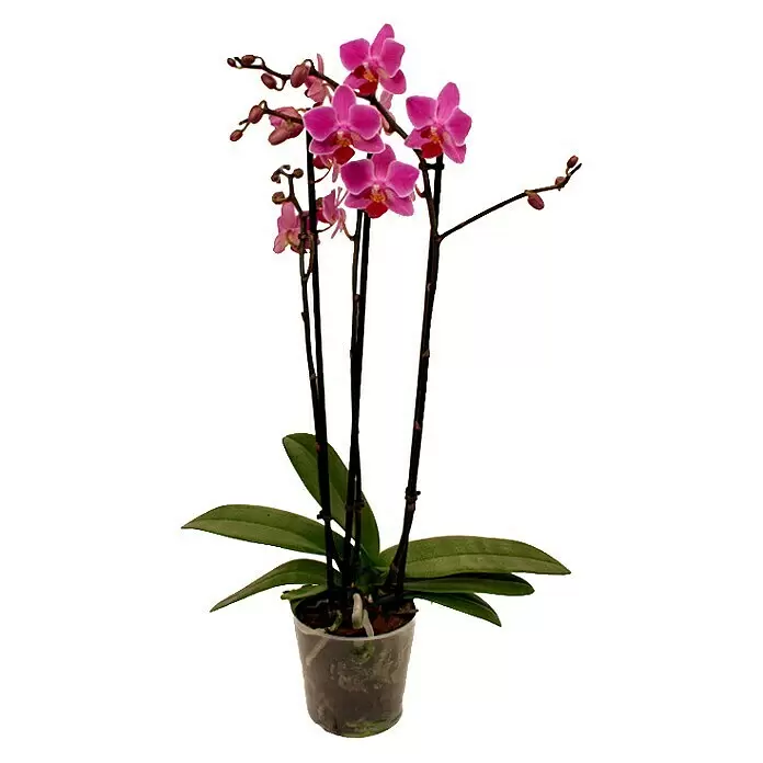 Piardino SchmetterlingsorchideePhalaenopsis Hybride Multiflora, Topfgröße: 12 cm, Anzahl Triebe: 3 Stk., Aufrecht, Sortenabhängig