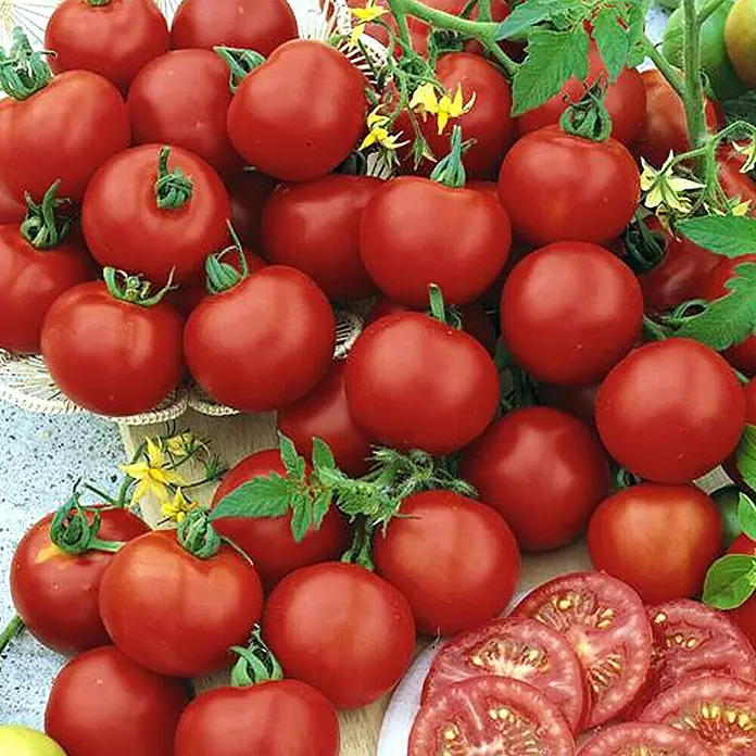 Piardino Tomate - Solanum lycopersicum Harzfeuer, Erntezeit: Juli - Ein Haufen reife, rote Tomaten, einige mit grünen Stielen, zusammen mit aufgeschnittenen Tomaten, die ihr saftiges Inneres zeigen.