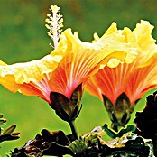 Piardino Chinesischer Roseneibisch (Topfgröße: 13 cm, Orange)