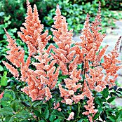 Piardino Japanische Prachtspiere (Astilbe japonica, Topfgröße: 17 cm)