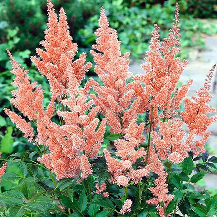Piardino Japanische Prachtspiere - Astilbe japonica, Topfgröße: 17 cm - Nahaufnahme von Astilbenblüten in einem Garten, die ihre filigranen, federartigen Blütenstände in einem sanften Rosaton präsentieren.