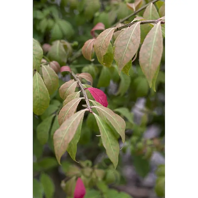 Pflanzen für dich Korkflügelstrauch 60-80 cm - Euonymus alatus 'Compactus', Aktuelle Wuchshöhe: 60 cm - 80 cm - Ein Pflanzenzweig mit grünen und herbstlich gefärbten Blättern, betont durch ein leuchtend rotes Blatt.