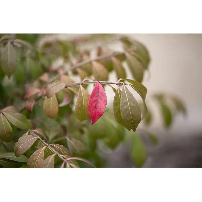 Pflanzen für dich Korkflügelstrauch 60-80 cm - Euonymus alatus 'Compactus', Aktuelle Wuchshöhe: 60 cm - 80 cm - Ein einzelnes leuchtend rotes Blatt an einem Ast, im Kontrast zu umgebenden grünen und braunen Blättern.