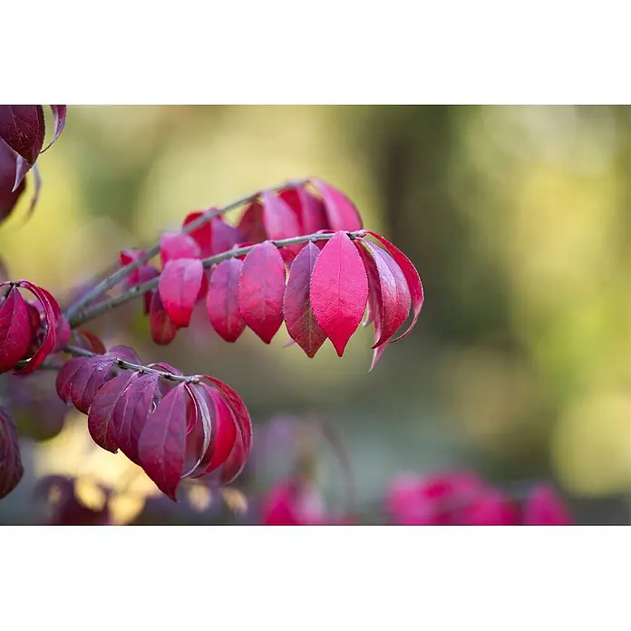 Pflanzen für dich Korkflügelstrauch 60-80 cm - Euonymus alatus 'Compactus', Aktuelle Wuchshöhe: 60 cm - 80 cm - Leuchtend rote Herbstblätter an einem schlanken Ast.