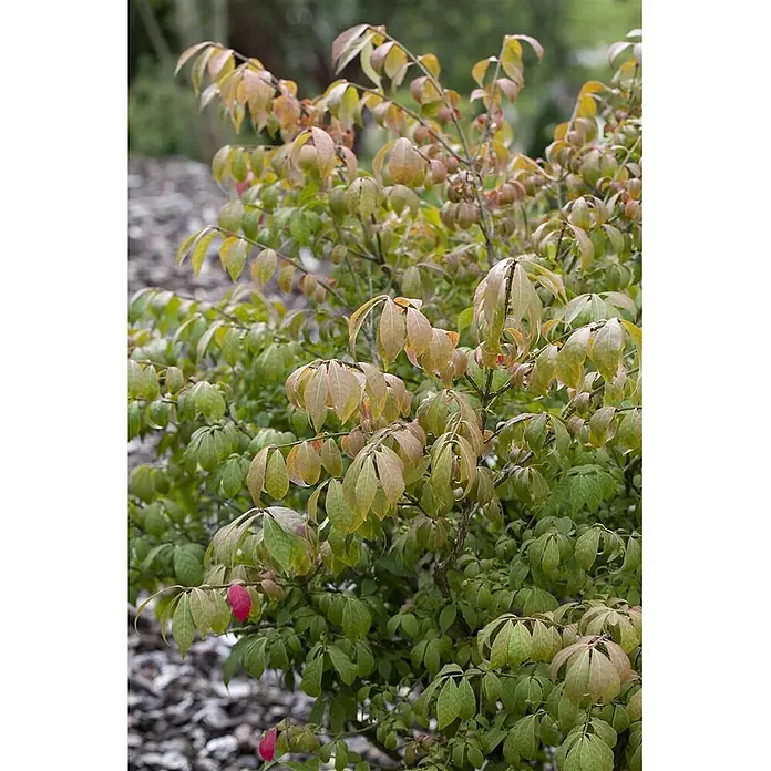Pflanzen für dich Korkflügelstrauch 60-80 cm - Euonymus alatus 'Compactus', Aktuelle Wuchshöhe: 60 cm - 80 cm - Strauch mit grünen und rotbraunen Blättern, einige leuchten rot.