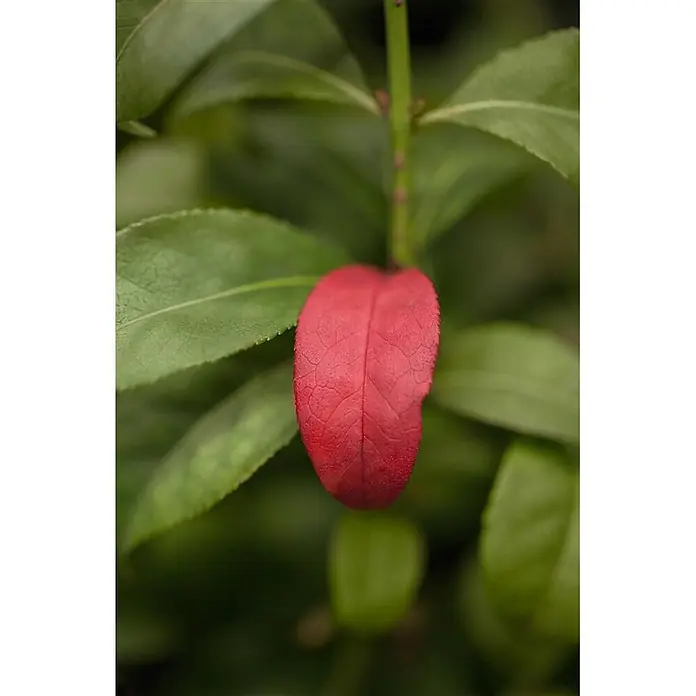 Pflanzen für dich Korkflügelstrauch 60-80 cm - Euonymus alatus 'Compactus', Aktuelle Wuchshöhe: 60 cm - 80 cm - Ein leuchtend rotes Blatt unter grünen Blättern an einem Pflanzenstiel, das natürliche Farbvariationen zeigt.