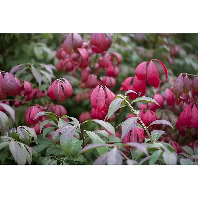 Pflanzen für dich Korkflügelstrauch 60-80 cm - Euonymus alatus 'Compactus', Aktuelle Wuchshöhe: 60 cm - 80 cm - Nahaufnahme eines Busches mit leuchtend roten und dunkelgrünen Blättern, einige Blätter gefaltet.