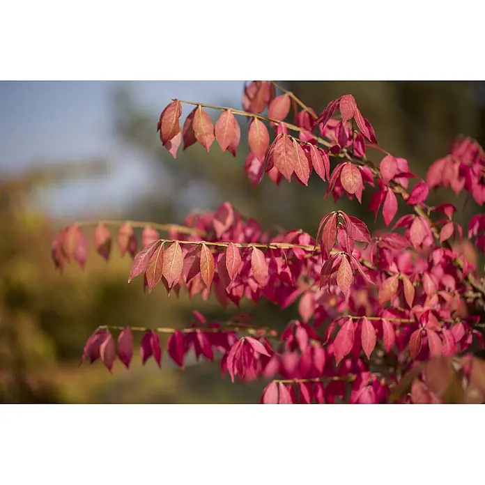 Pflanzen für dich Korkflügelstrauch 40-60 cm - Euonymus alatus, Aktuelle Wuchshöhe: 40 cm - 60 cm - Leuchtend rote Herbstblätter an einem Ast.