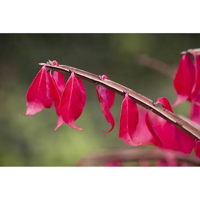 Pflanzen für dich Korkflügelstrauch 40-60 cm - Euonymus alatus, Aktuelle Wuchshöhe: 40 cm - 60 cm - Leuchtend rote Herbstblätter hängen an einem schlanken Ast.