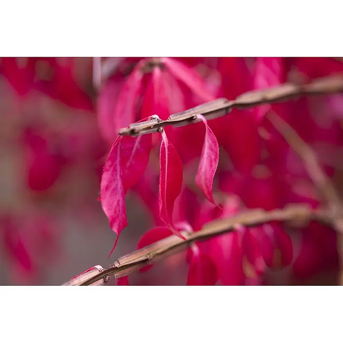 Pflanzen für dich Korkflügelstrauch 40-60 cm - Euonymus alatus, Aktuelle Wuchshöhe: 40 cm - 60 cm - Nahaufnahme eines Zweiges mit leuchtend roten Blättern, die ihre satte Farbe und Textur hervorheben.