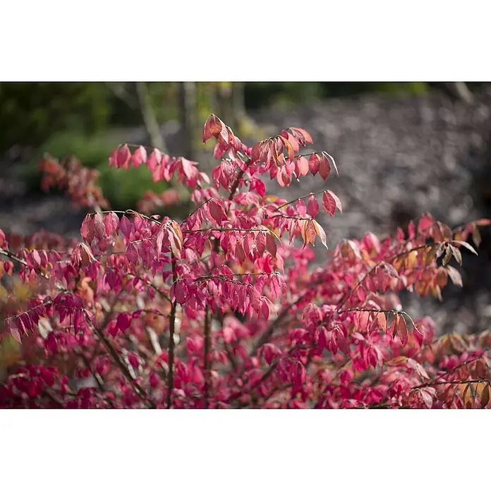 Pflanzen für dich Korkflügelstrauch 40-60 cm - Euonymus alatus, Aktuelle Wuchshöhe: 40 cm - 60 cm - Leuchtend rosa und rote Herbstblätter eines Busches oder Baumes in einem Garten.