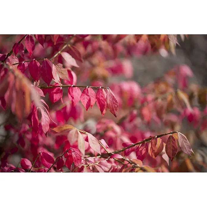 Pflanzen für dich Korkflügelstrauch 40-60 cm - Euonymus alatus, Aktuelle Wuchshöhe: 40 cm - 60 cm - Leuchtend rote Herbstblätter an Zweigen, einige scharf, andere weich verschwommen.