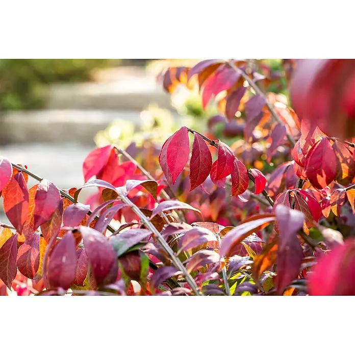 Pflanzen für dich Korkflügelstrauch 40-50 cm - Euonymus alatus 'Chicago Fire', Aktuelle Wuchshöhe: 40 cm - 50 cm - Naheinstellung einer Pflanze mit leuchtend roten und violetten Blättern, im Herbst, mit unscharfem Hintergrund.