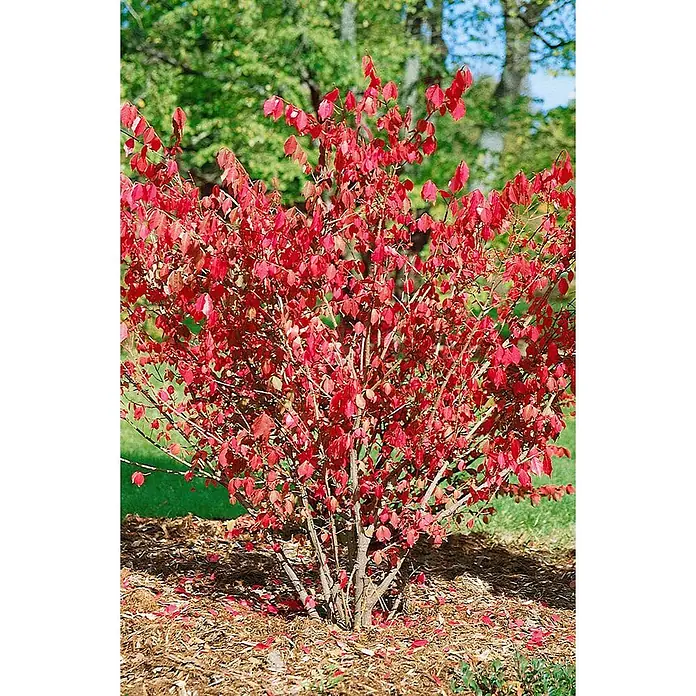 Pflanzen für dich Korkflügelstrauch 40-50 cm - Euonymus alatus 'Chicago Fire', Aktuelle Wuchshöhe: 40 cm - 50 cm - Leuchtend roter Korkflügelstrauch im Herbst, in einem Garten mit braunem Mulch um die Basis gepflanzt.