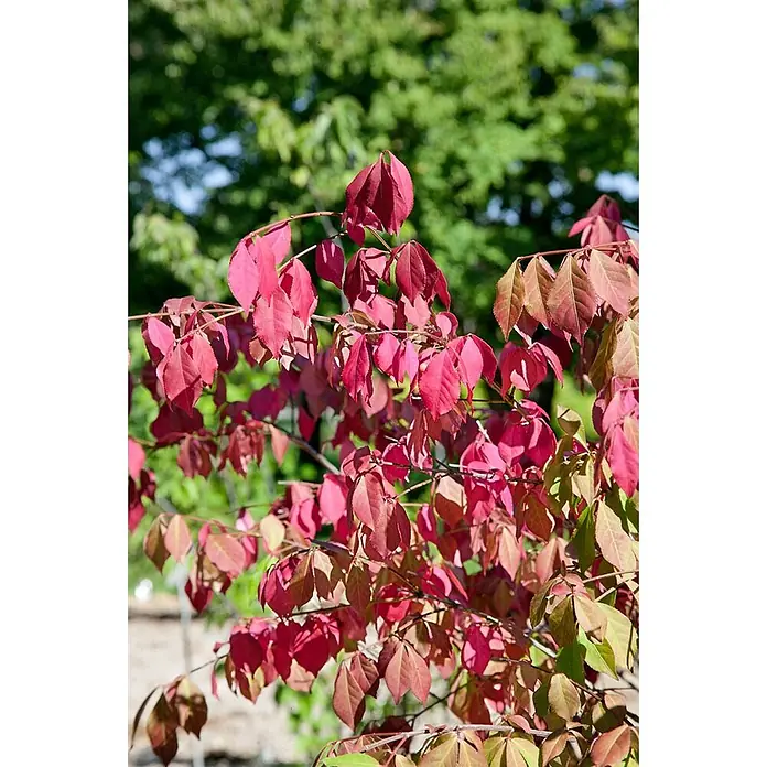 Pflanzen für dich Korkflügelstrauch 40-50 cm - Euonymus alatus 'Chicago Fire', Aktuelle Wuchshöhe: 40 cm - 50 cm - Zweige einer Pflanze mit leuchtend roten und einigen grünlich-roten Blättern.