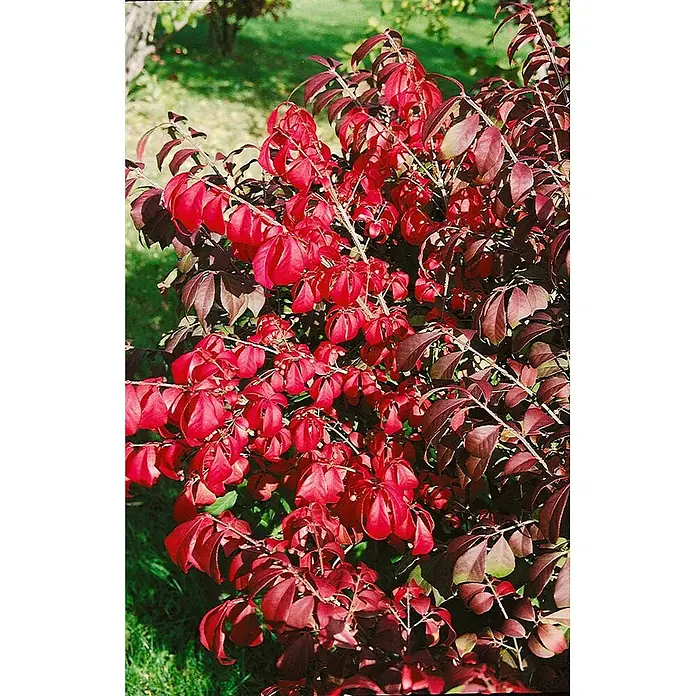 Pflanzen für dich Korkflügelstrauch 40-50 cm - Euonymus alatus 'Chicago Fire', Aktuelle Wuchshöhe: 40 cm - 50 cm - Leuchtend rote Blätter eines Pfaffenhütchens, teils dunkler burgunderrot.