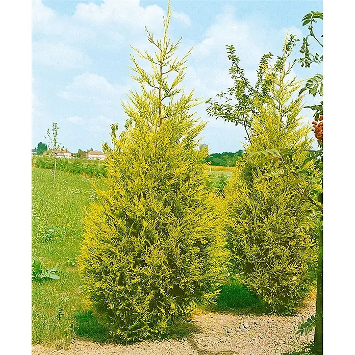 Pflanzen für dich Leyland-Zypresse 40-60 cm - Cupressocyparis leylandii 'Castlewellan Gold', Aktuelle Wuchshöhe: 40 cm - 60 cm - Zwei leuchtend goldgelbe, konische Nadelbäume, draußen in einer Gartenlandschaft gepflanzt.