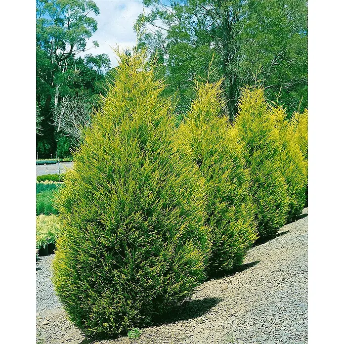 Pflanzen für dich Leyland-Zypresse 40-60 cm - Cupressocyparis leylandii 'Castlewellan Gold', Aktuelle Wuchshöhe: 40 cm - 60 cm - Reihe goldgrüner konischer Nadelbäume entlang eines Kieswegs gepflanzt.