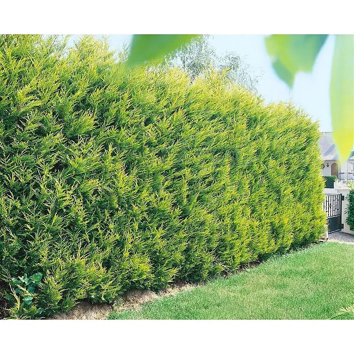Pflanzen für dich Leyland-Zypresse 40-60 cm - Cupressocyparis leylandii 'Castlewellan Gold', Aktuelle Wuchshöhe: 40 cm - 60 cm - Dichte grüne Hecke als natürlicher Sichtschutz entlang eines Gartenwegs.