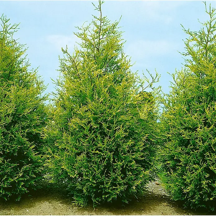Pflanzen für dich Leyland-Zypresse 40-60 cm - Cupressocyparis leylandii 'Castlewellan Gold', Aktuelle Wuchshöhe: 40 cm - 60 cm - Eine Reihe leuchtend grüner und gelb-grüner Nadelbäume, die in rötlich-braunem Boden unter blauem Himmel wachsen.