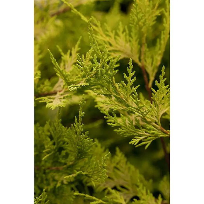 Pflanzen für dich Leyland-Zypresse 40-60 cm - Cupressocyparis leylandii 'Castlewellan Gold', Aktuelle Wuchshöhe: 40 cm - 60 cm - Nahaufnahme von leuchtend lindgrünem Nadelholzlaub mit zarten, gefiederten Blättern.