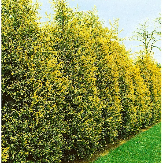Pflanzen für dich Leyland-Zypresse 40-60 cm - Cupressocyparis leylandii 'Castlewellan Gold', Aktuelle Wuchshöhe: 40 cm - 60 cm - Dichte gelb-grüne Koniferenhecke in einer Außenumgebung.