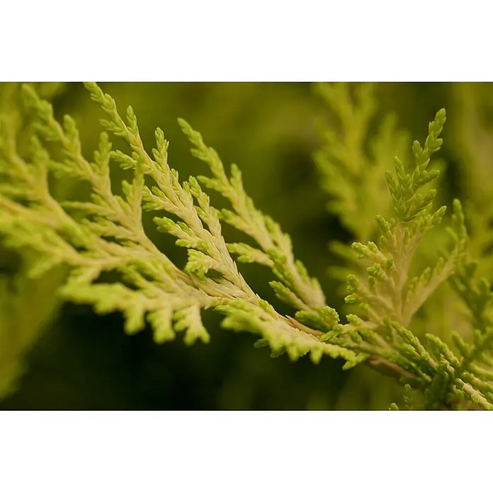 Pflanzen für dich Leyland-Zypresse 40-60 cm - Cupressocyparis leylandii 'Gold Rider', Aktuelle Wuchshöhe: 40 cm - 60 cm - Nahaufnahme von frischem, hellgrünem und gelbem Nadelbaumlaub mit zarter, fedriger Textur.
