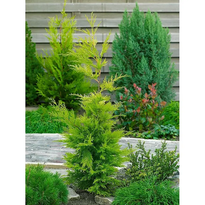 Pflanzen für dich Leyland-Zypresse 40-60 cm - Cupressocyparis leylandii 'Gold Rider', Aktuelle Wuchshöhe: 40 cm - 60 cm - Helle, limonengrüne, aufrechte Nadelpflanze mit federartigem Laub im Gartenbeet.