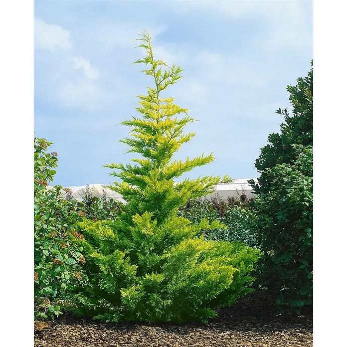 Pflanzen für dich Leyland-Zypresse 40-60 cm - Cupressocyparis leylandii 'Gold Rider', Aktuelle Wuchshöhe: 40 cm - 60 cm - Lebhafter grün-gelber Nadelbaum mit konischer Form, in einem Gartenbeet gepflanzt.