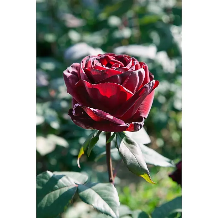 Pflanzen für dich Edelrose 3-5 Liter - Rosa 'Barkarole', Rot - Eine einzelne, dunkelrote Rose in voller Blüte.