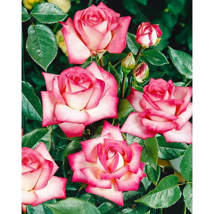 Pflanzen für dich Edelrose 3-5 Liter - Rosa 'Nostalgie', Mehrfarbig - Mehrere blühende zweifarbige Rosen mit weißen Blütenblättern und leuchtend rosa Rändern, umgeben von grünen Blättern.